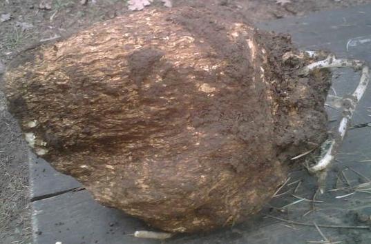 茯苓药材与合作模型展示