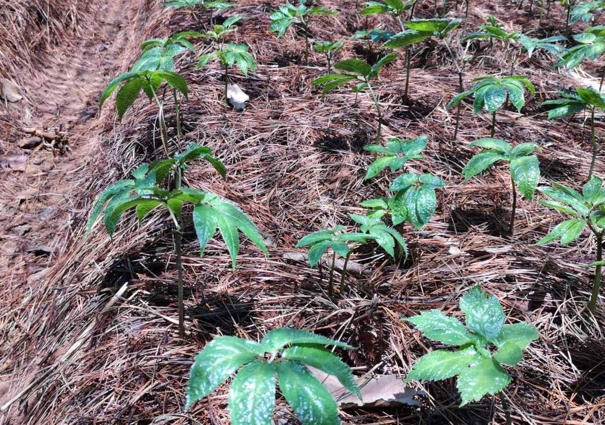 三七药材生长状态